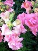 Bodur Pink Snow Aslan Ağzı Çiçeği Fidesi (3 adet)