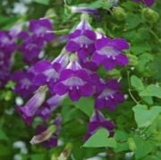 Tırmanıcı Eflatun Renkli Asarina Çiçeği Tohumu(10 tohum)