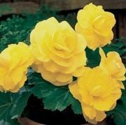 Sarı Katmerli Begonya Çiçeği Tohumu(20 tohum)