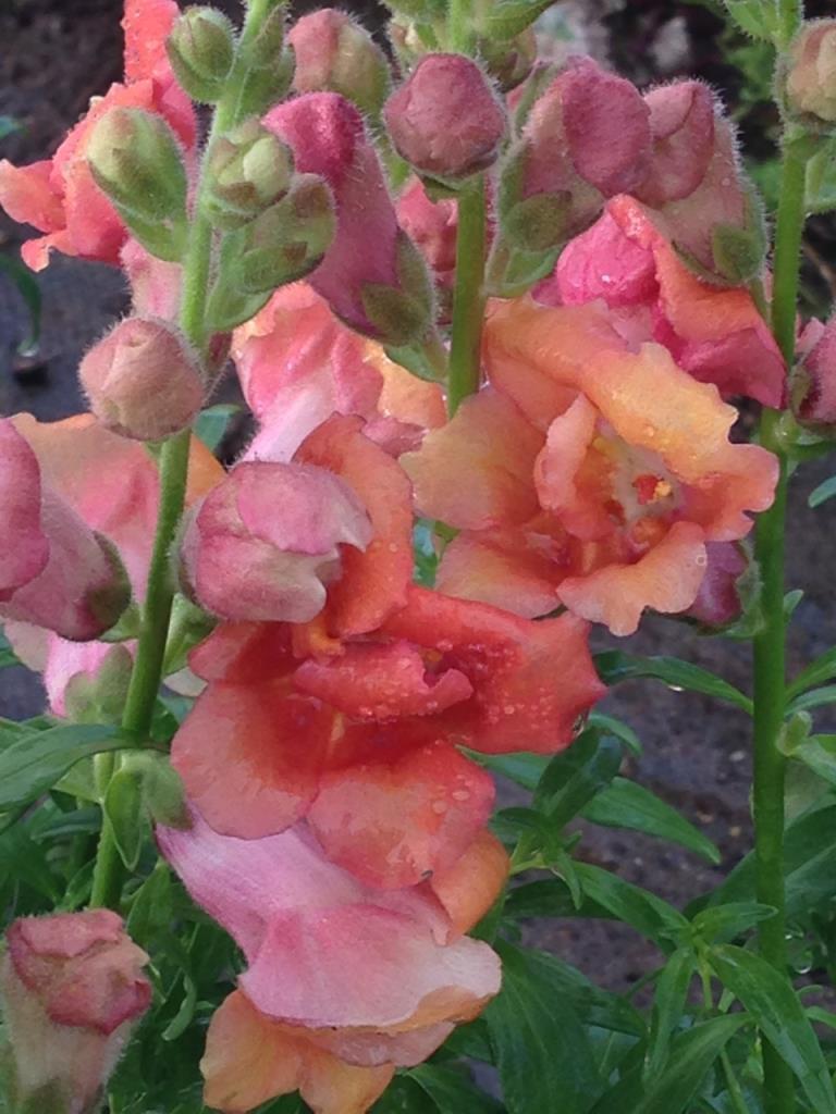 Apricot Rain Aslan Ağzı Çiçeği Fidesi (4 adet)