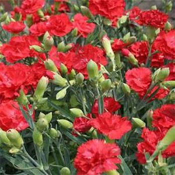 Scarlet Kırmızı Karanfil Dianthus Çiçeği Tohumu(30 tohum)