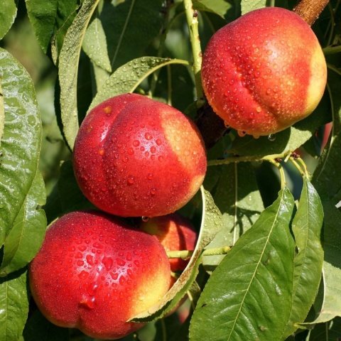 Tüplü Yarı Bodur Star Red Gold Nektarin Fidanı