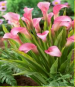 Lila Renklli Rehmani Gala Çiçeği Soğanı Kök Yumrusu (1 adet)
