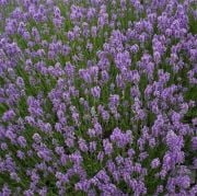 Lavandula Angustifolia Lavanta  Çiçeği Tohumu(25000 tohum)
