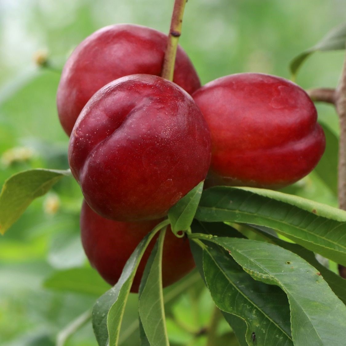 Tüplü Yarı Bodur Crimson Gold Nektarin Fidanı