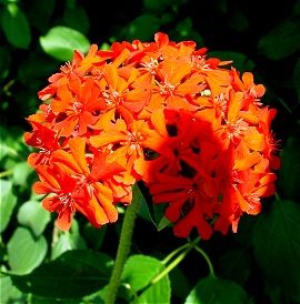 Turuncu  Maltese Cross Lychnis Çiçeği Tohumu(100 tohum)