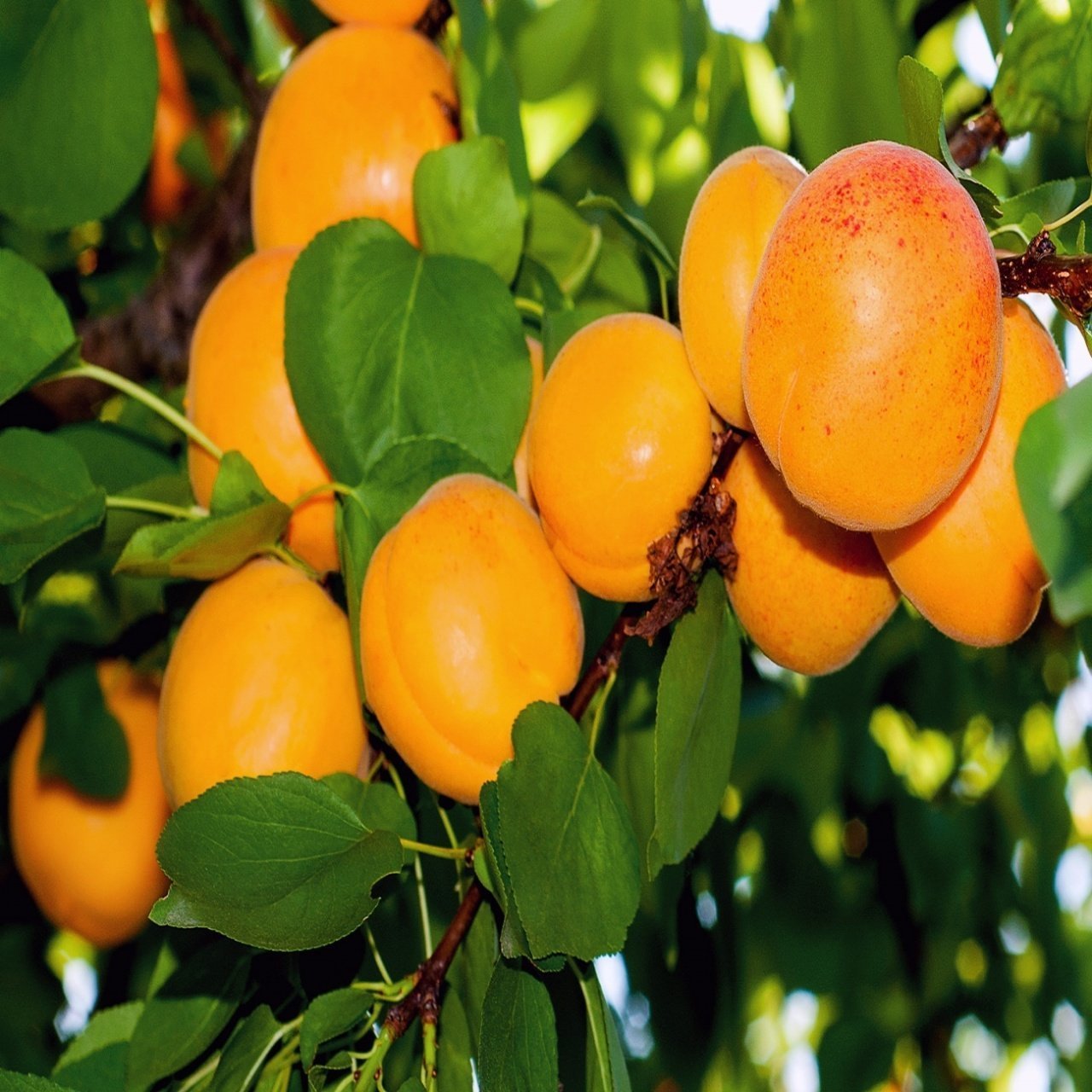 Tüplü Aroması Mükemmel Salkım Meyveli Şekerpare Kayısı Fidanı