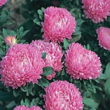 Bodur Milady Rose Aster Çiçeği Tohumu(30 tohum)