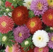 Karışık Renkli Powder Puff Aster Yıldız Çiçeği Tohumu(50 tohum)