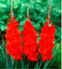 Red Beauty Glayör Çiçeği Soğanı (5 adet)