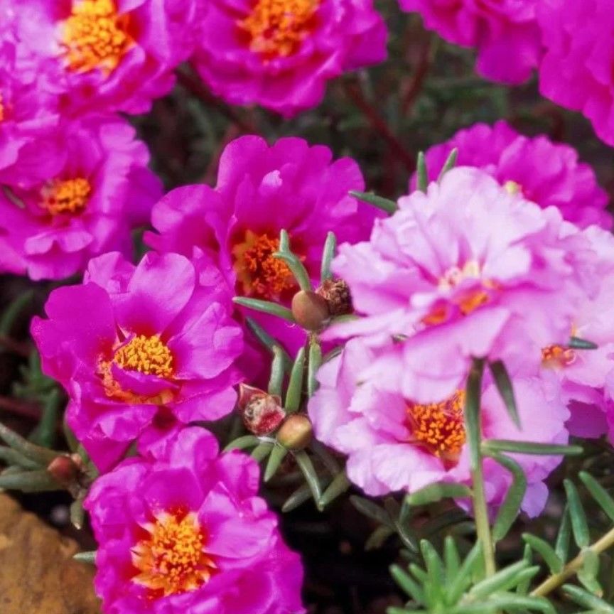 Katmerli İmegine Rosy İpek Çiçeği Fidesi (1 adet)
