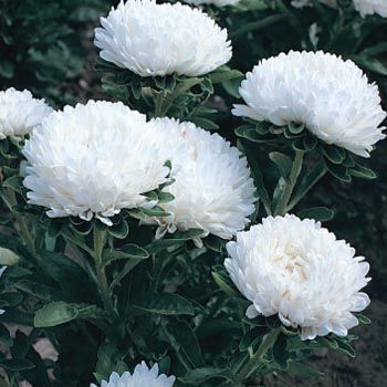 Bodur Milady Beyaz Renkli Aster Çiçeği Tohumu(30 tohum)