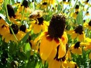 Golden Rudbekya(Rudbeckia)Güneş Şapkası  Çiçeği Tohumu(100 tohum)