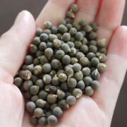 Şifa Amaçlı Doğal Bamya Tohumu (250 gram)