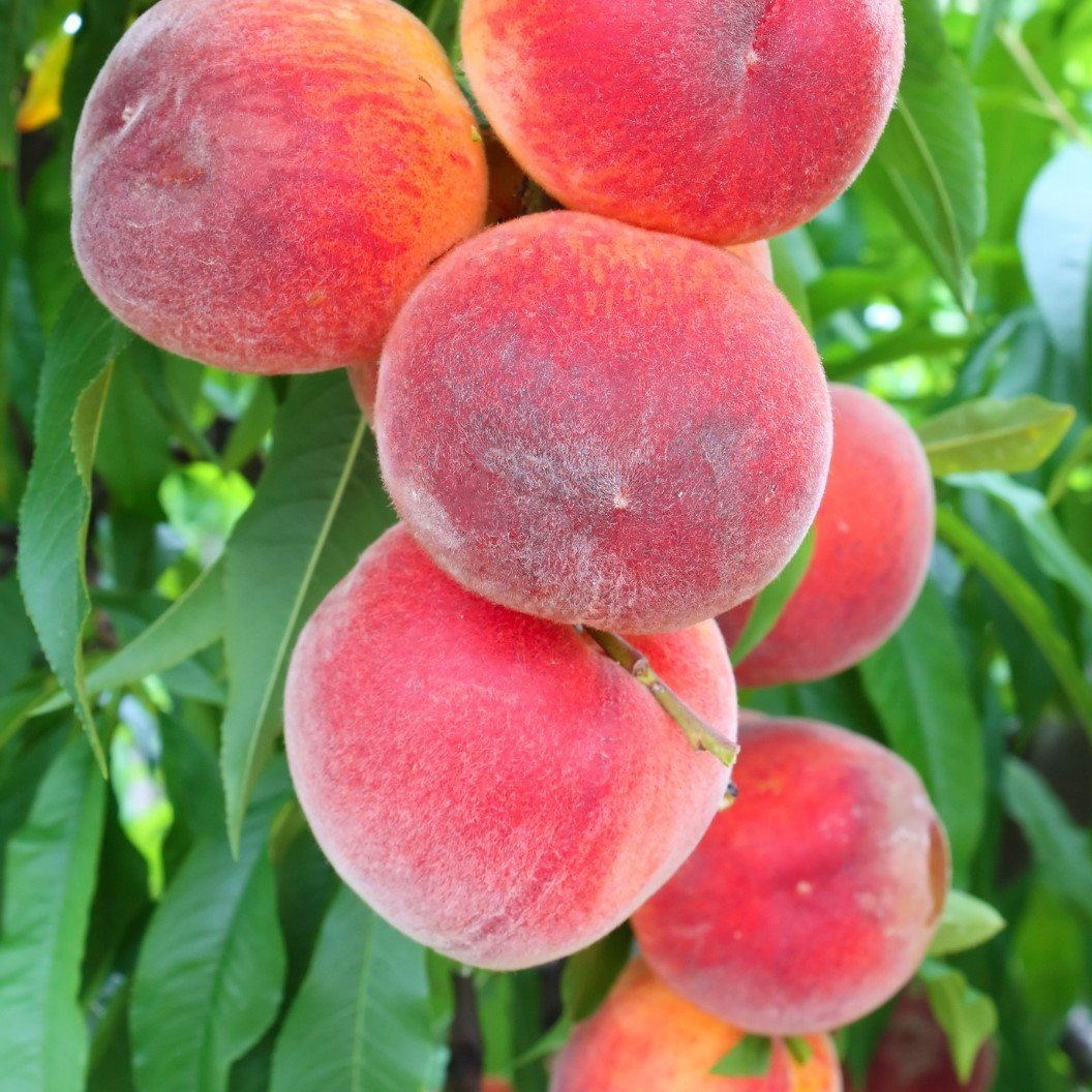 Açık Kök Orta Geçci Heavy Red Şeftali Fidanı