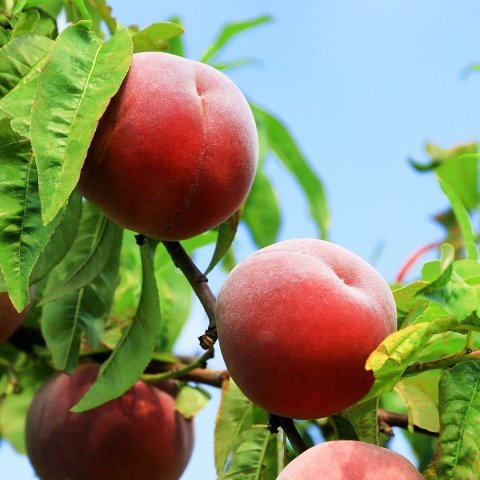 Açık Kök Yarı Bodur Transvalia Şeftali Fidanı