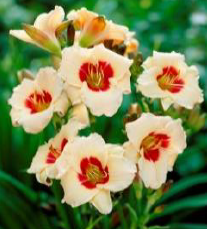 Pandorra's Box Gün Güzeli Çiçeği Soğanı (1 adet)