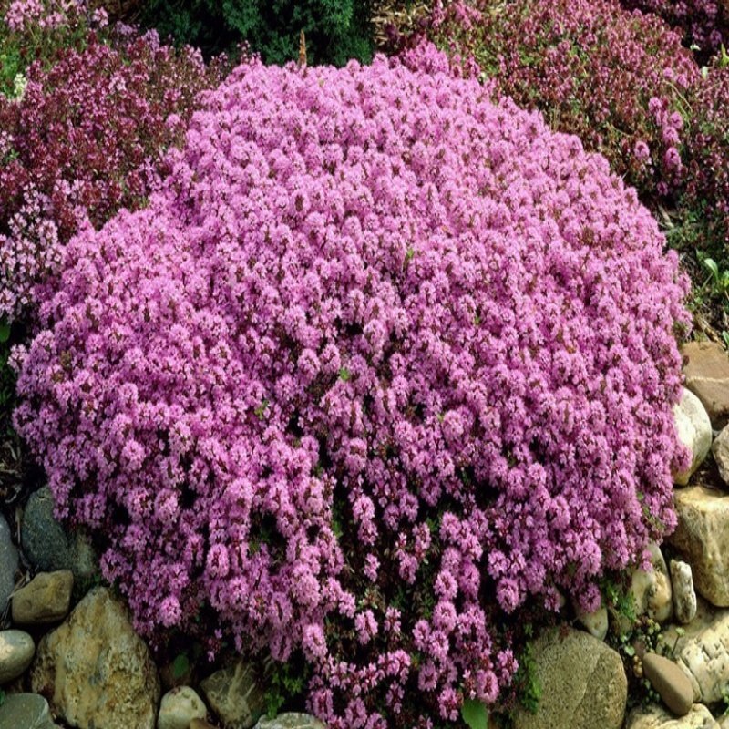 Thymus praecox ‘Purple Beauty’ Yayılıcı Kekik Fidesi (70 adet)