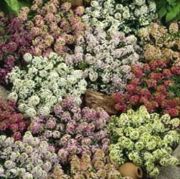 Palette Karışımı Alisyum Çiçeği Tohumu(100 tohum)