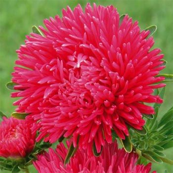 Scarlet Aster(Yıldız) Çiçeği Tohumu(25 tohum)