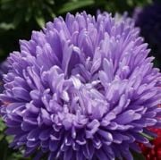 Lavanta Mavisi Aster Çiçeği Tohumu(25 tohum)