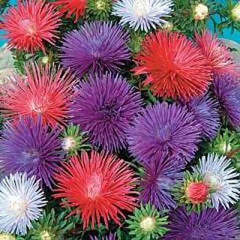 Deniz Yıldızı Aster Çiçeği Tohumu(25 tohum)