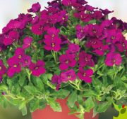 Sarkan Yayılıcı Axcent Deep Purple Aubrieta Obrizya Çiçeği Fidesi (3 adet)