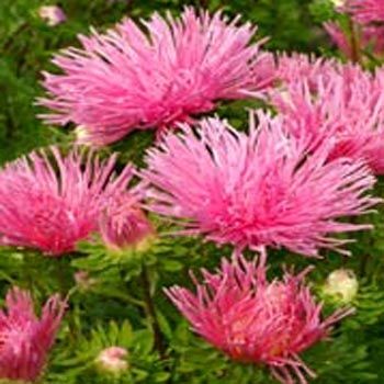 Somon Renkli İğne Çiçekli Aster Çiçeği Tohumu(25 tohum)