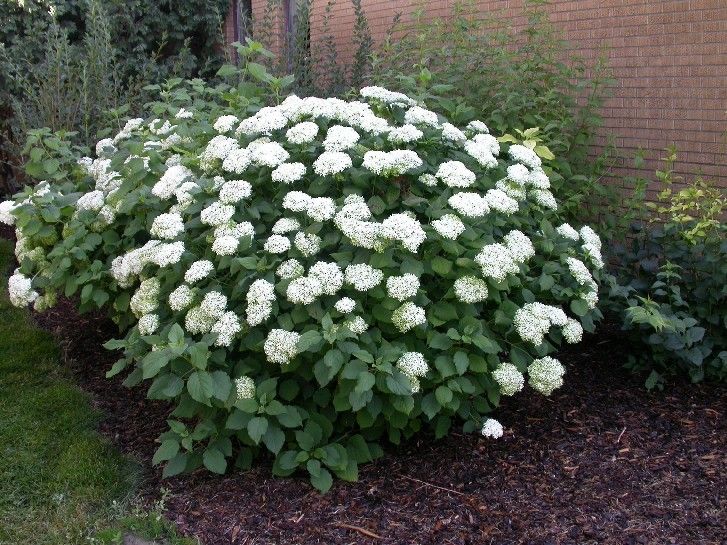 Beyaz Rüya Ortanca Çiçeği Tohumu(50 tohum)