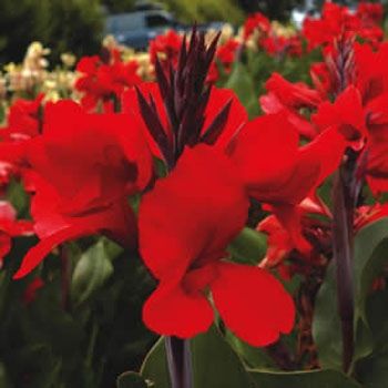 Canna Kırmızı Tesbih çiçeği Tohumu(3 tohum)
