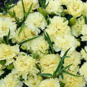 Sarı Karanfil Çiçeği Tohumu(100 gram)