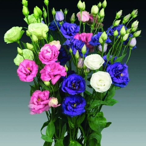 Mix Karışık Renkli Lisianthus Çiçeği Çiçeği Fidesi (10 adet)