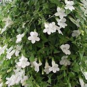 Beyaz Tırmanıcı Asarina Çiçeği Tohumu(15 tohum)
