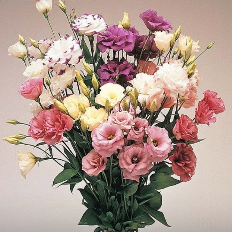 Mix Karışık Renkli Lisianthus Çiçeği Çiçeği Fidesi (100 adet)