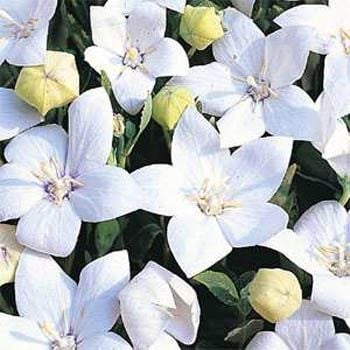 Beyaz Renkli Balon Çiçeği Tohumu(20 tohum)
