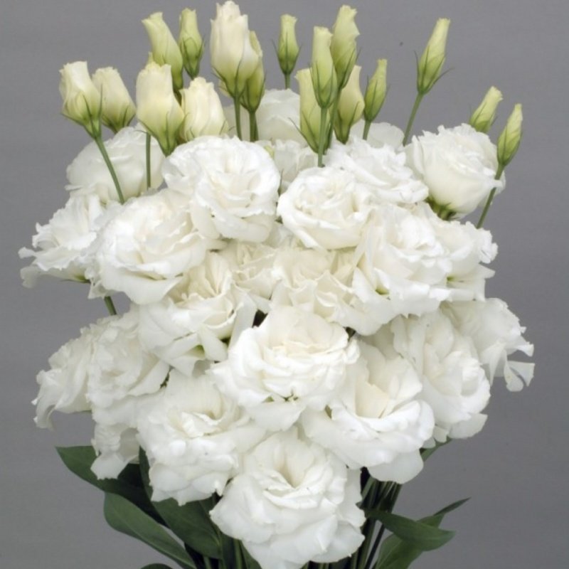 Katmerli Allamonde White Lisianthus Çiçeği Fidesi (5 Adet)
