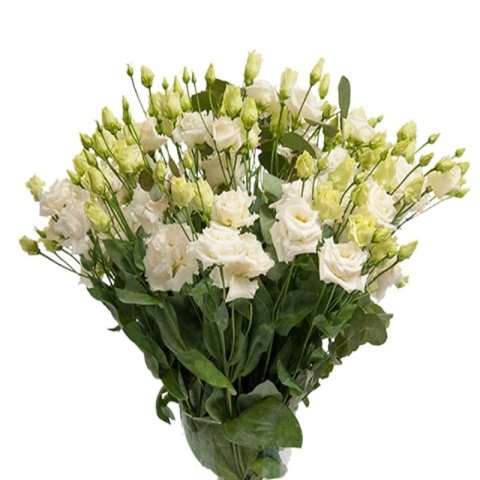 Katmerli Allamonde White Lisianthus Çiçeği Fidesi (5 Adet)