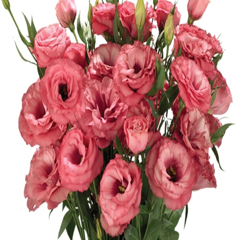 Katmerli Cherry Sorbet Lisianthus Çiçeği Fidesi (5 Adet)