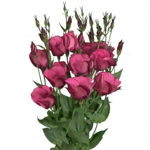 Katmerli Nihtingale Lisianthus Çiçeği Fidesi (5 Adet)