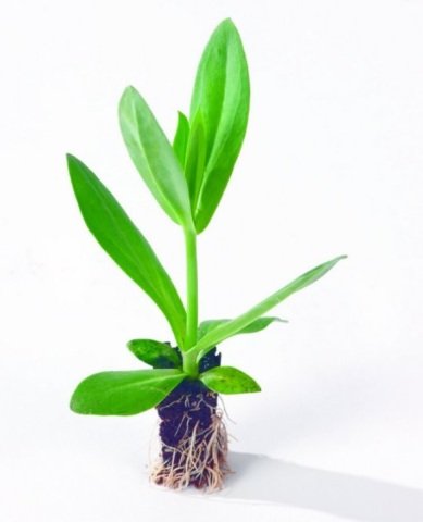 Katmerli Nihtingale Lisianthus Çiçeği Fidesi (5 Adet)