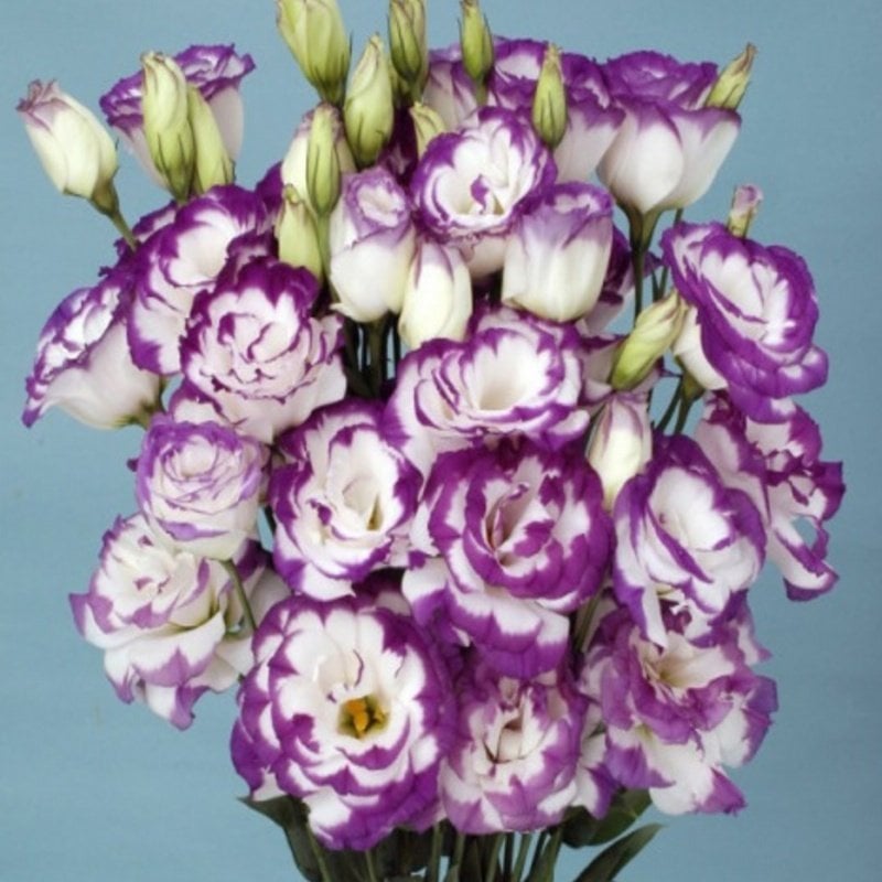 Katmerli Blue Picotee Lisianthus Çiçeği Fidesi (5 Adet)