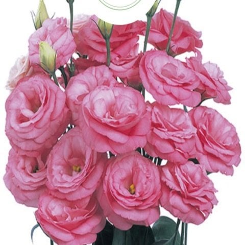 Katmerli Clear Pink Lisianthus Çiçeği Fidesi (5 Adet)