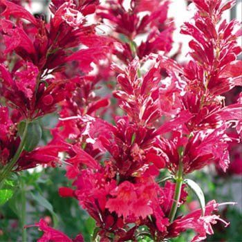 Kırmızı Agastache Cana Heather Queen Çiçeği Tohumu(10 tohum)