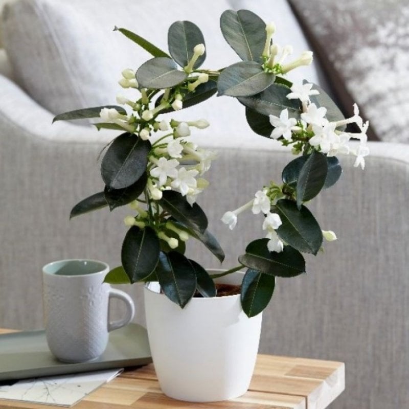 Saksıda Yoğun Kokulu Stephanotis Floribunda Madagaskar Yasemini Fidanı İthal 2 adet