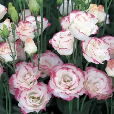 Katmerli Pink Picotee  Lisianthus Çiçeği Tohumu(5 adet)