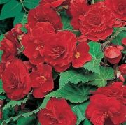 Katmerli Kırmızı Begonya Çiçeği  Tohumu(20 tohum)