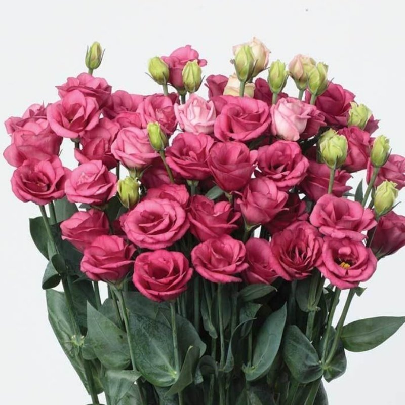 Rose Pink Katmerli Lisianthus Çiçeği Tohumu(5 adet)