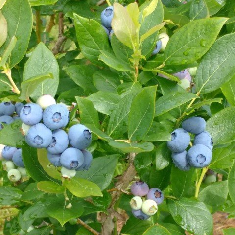 Tüplü Oneal Yaban Mersini Blueberry Fidanı