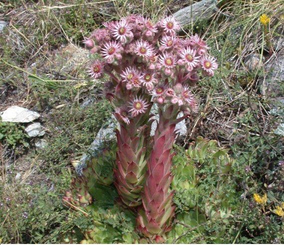 Sempervivum Tectorum Çiçeği Tohumu(20 tohum)