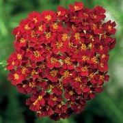 Desert Eve Red Açelya Çiçeği Fidesi (5 adet)